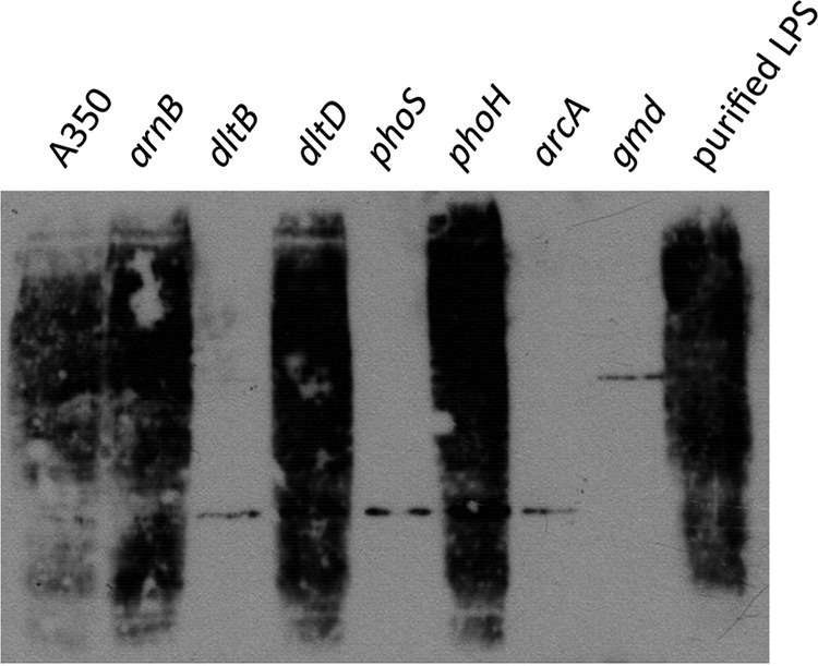 FIG 5