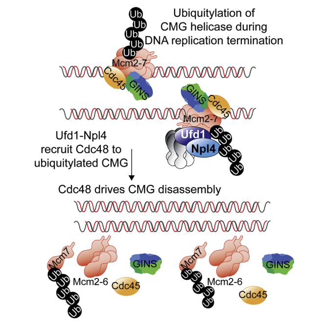 graphic file with name fx1.jpg