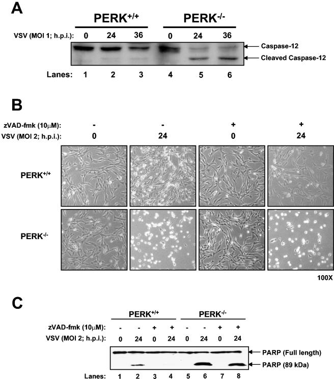 FIG. 5.