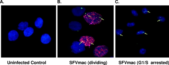 FIG. 2.