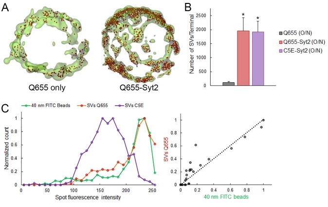 Figure 1—figure supplement 1.