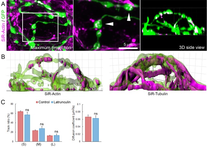 Figure 6—figure supplement 2.