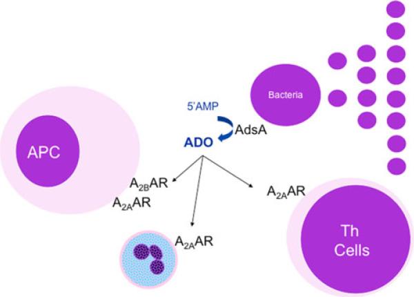 Fig. 2