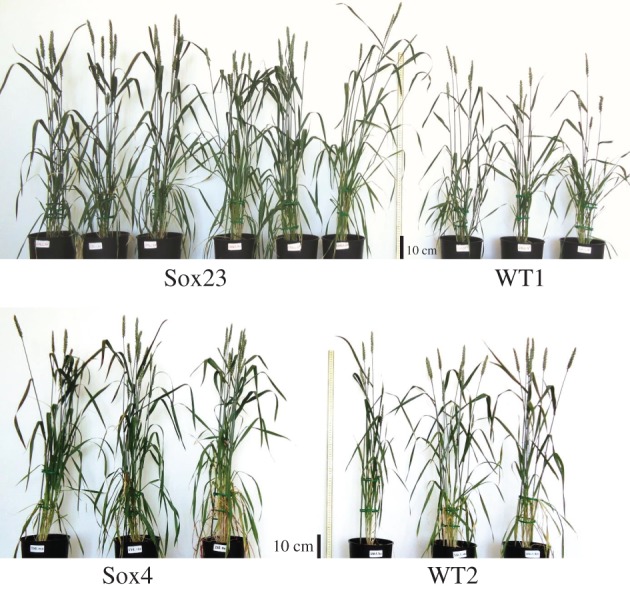 Figure 4.