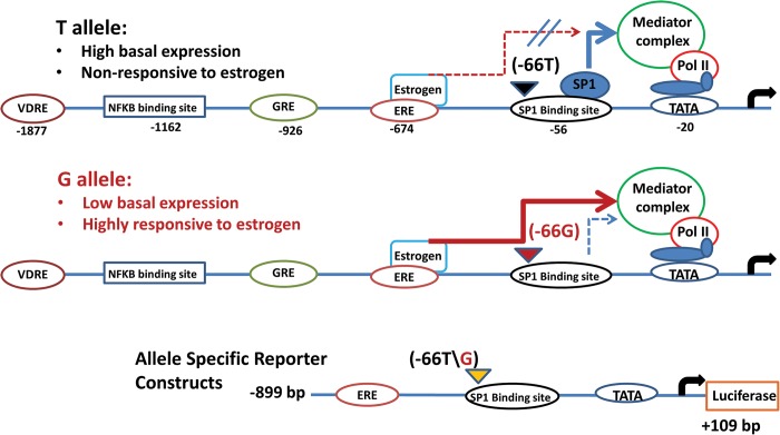 Figure 7.