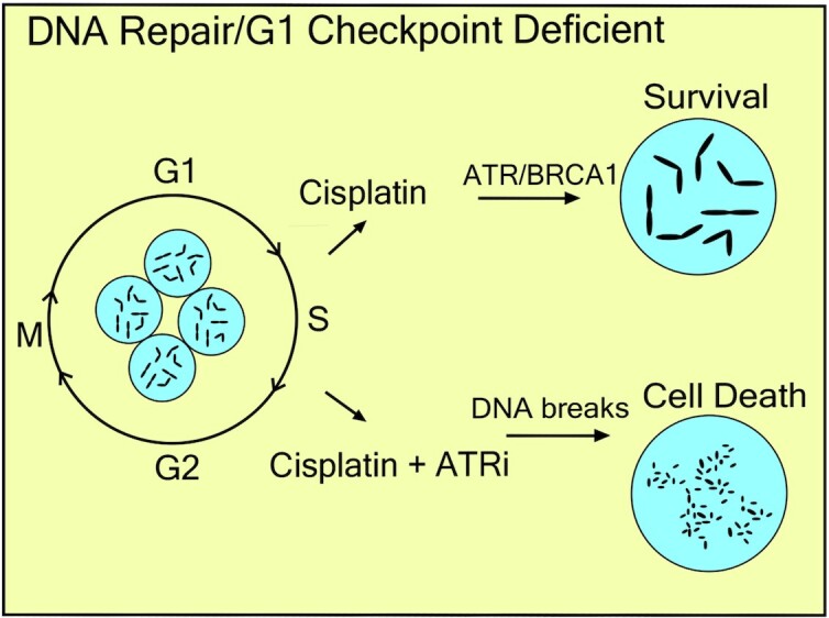 Graphical Abstract