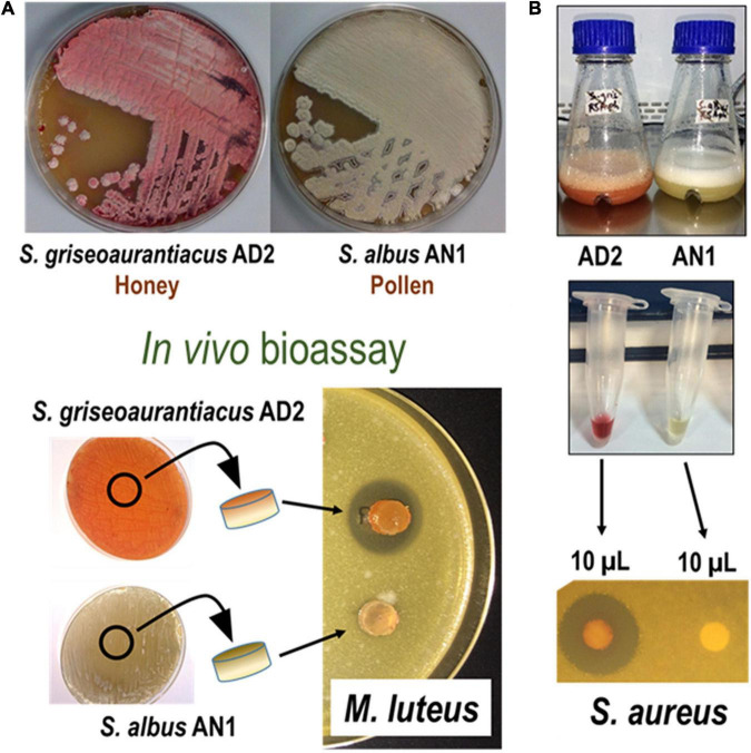 FIGURE 1