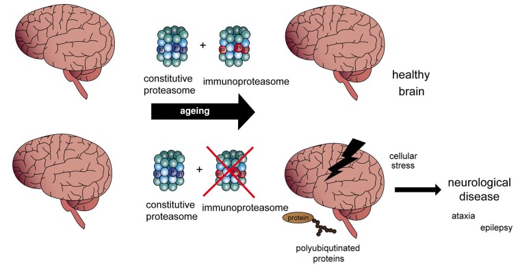 Graphical Abstract