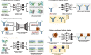 Diagram depicting different subproblems in computational antibody design. Five diagrams are shown for antibody structure prediction, antibody representation learning, antibody sequence design, unconditioned antibody design, and antigen-conditioned antibody design, respectively.