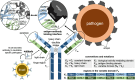 Diagram depicting the structure of an antibody and the interaction between antibody and antigen, where the interaction is mainly between the complementarity-determining regions of the antibody and the epitope of the antigen.