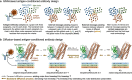 Two diagrams describing techniques commonly used for antigen-conditioned antibody sequence-and-structure co-design are shown. The first describes techniques based on graph neural networks, while the second describes techniques based on diffusion models.