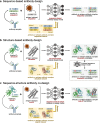 Three diagrams showing the classification of antibody design methods presented in this review based on their generated output type. The three classes are sequence-based antibody design, structure-based antibody design, and sequence-structure antibody co-design.