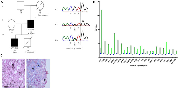 FIGURE 1