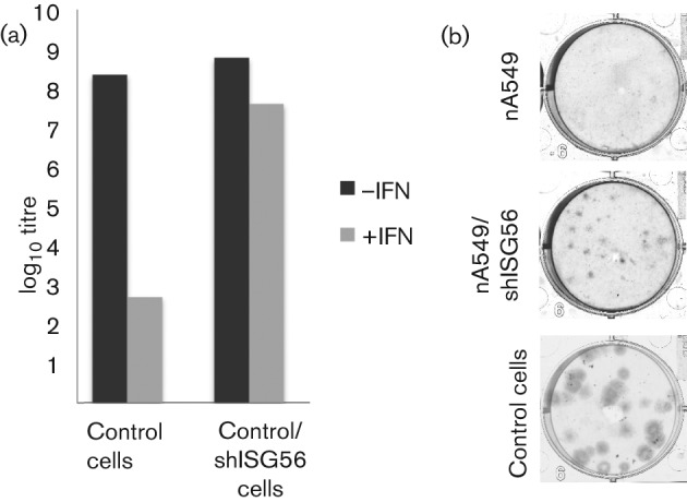 Fig. 8. 