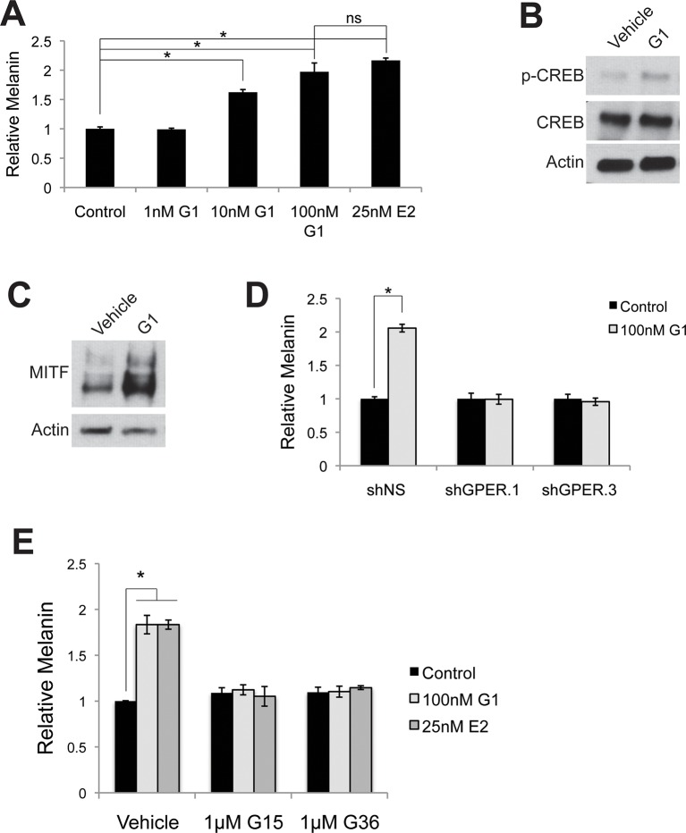 Figure 3—figure supplement 2.