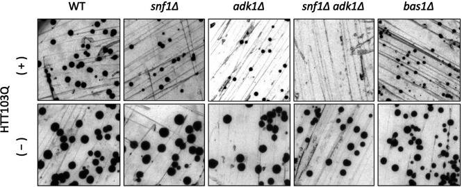 Figure 5—figure supplement 1.