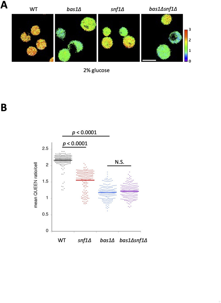 Figure 1—figure supplement 4.