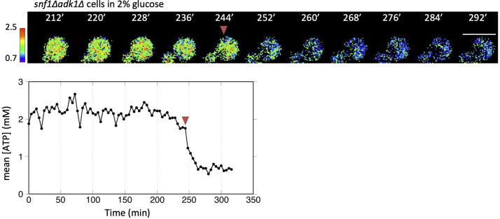 Figure 2—figure supplement 1.