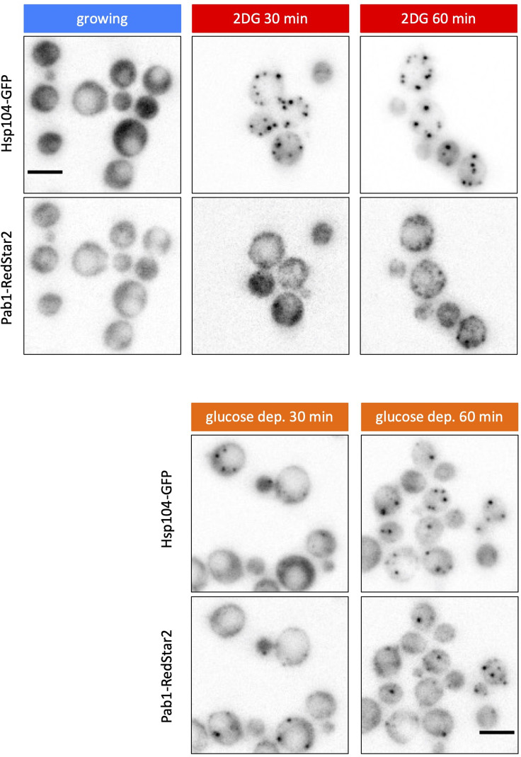 Figure 4—figure supplement 1.