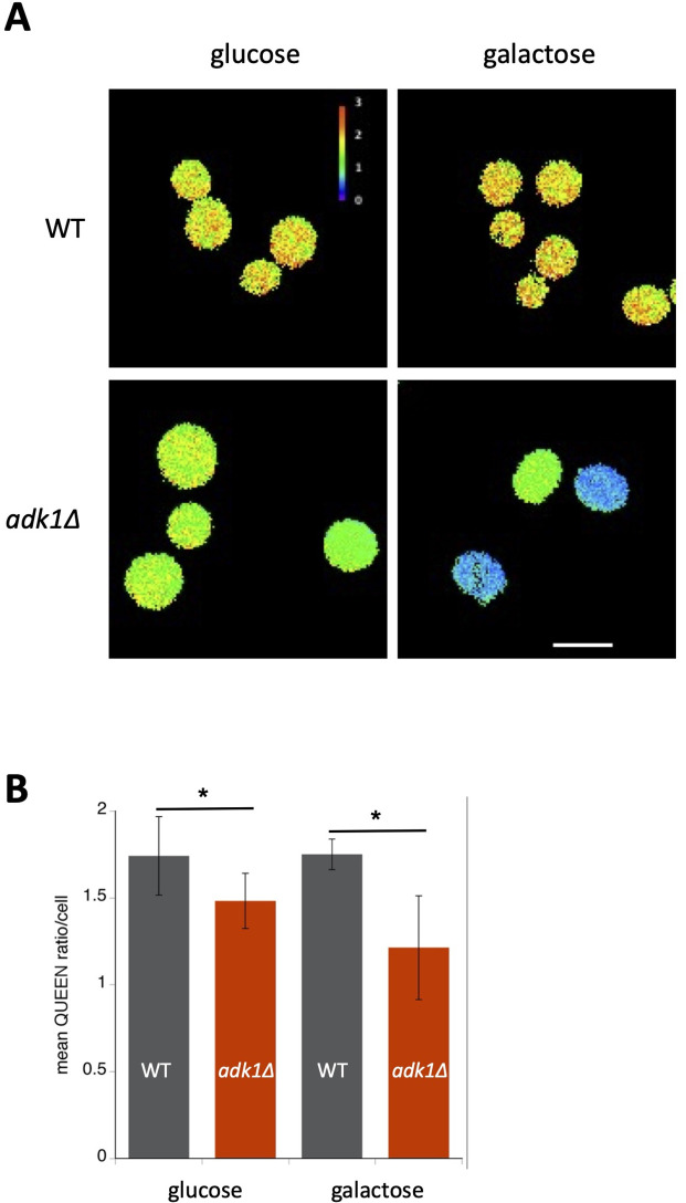 Figure 1—figure supplement 2.