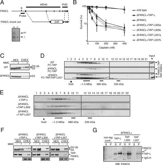 FIG. 1.