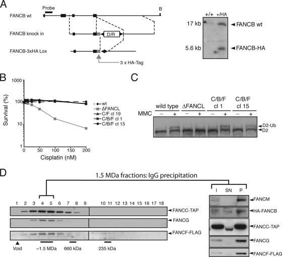 FIG. 2.