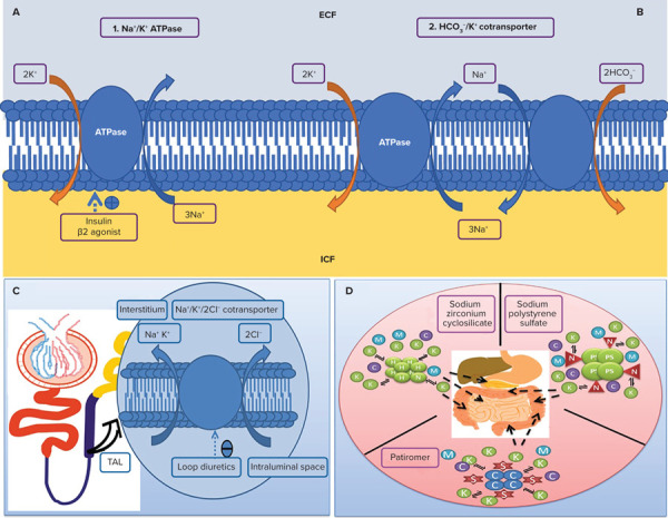 Figure 1: