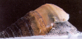 Fig 8