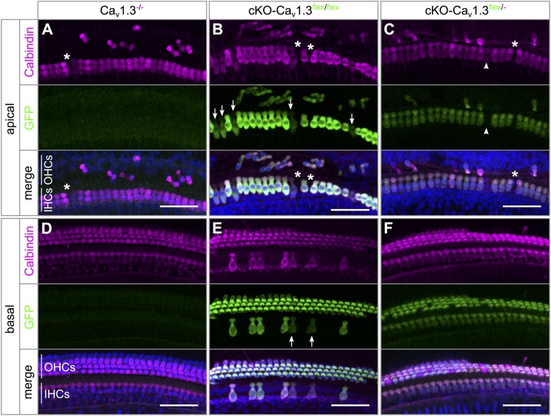 FIGURE 3