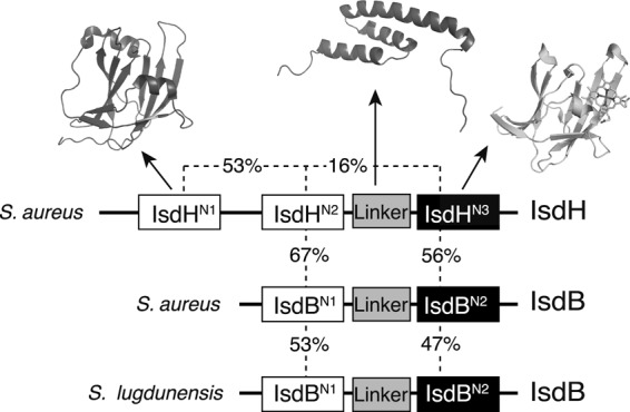 FIGURE 1.