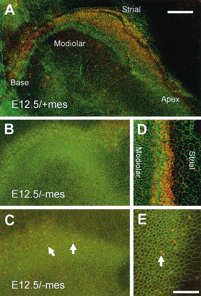 Figure 5.