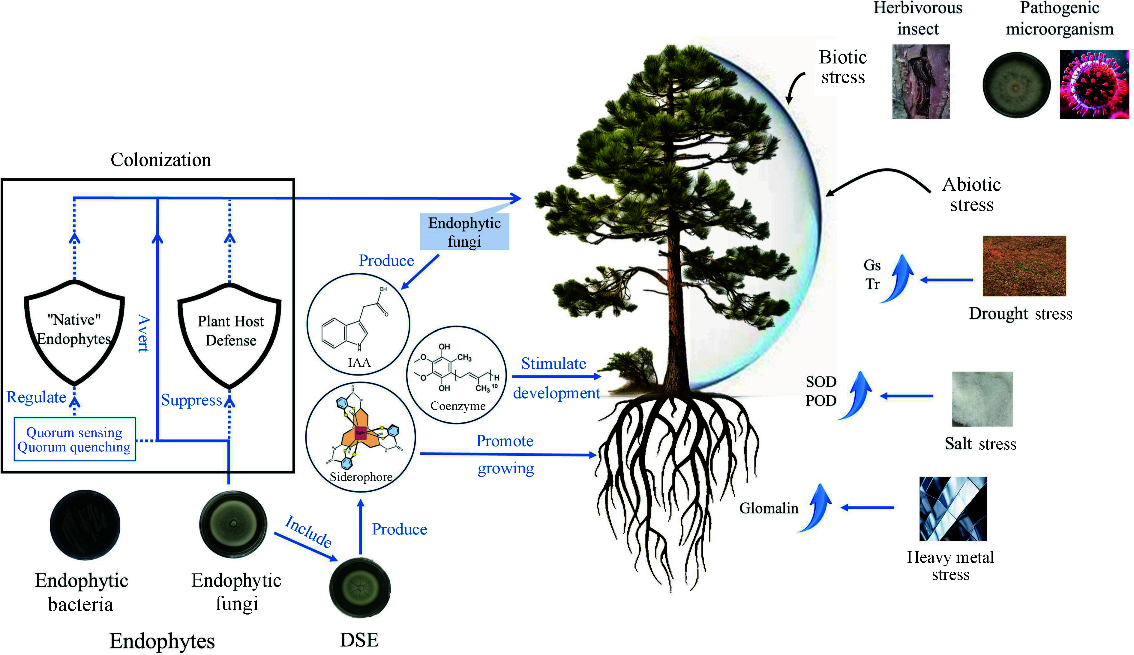 Advances in the beneficial endophytic fungi for the growth and health