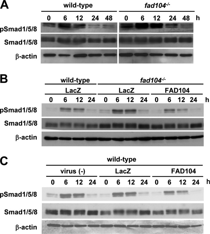 FIGURE 5.