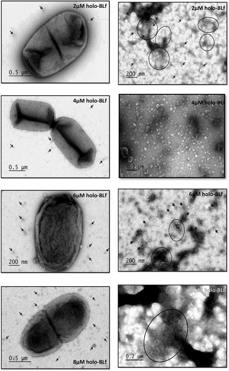 Figure 4