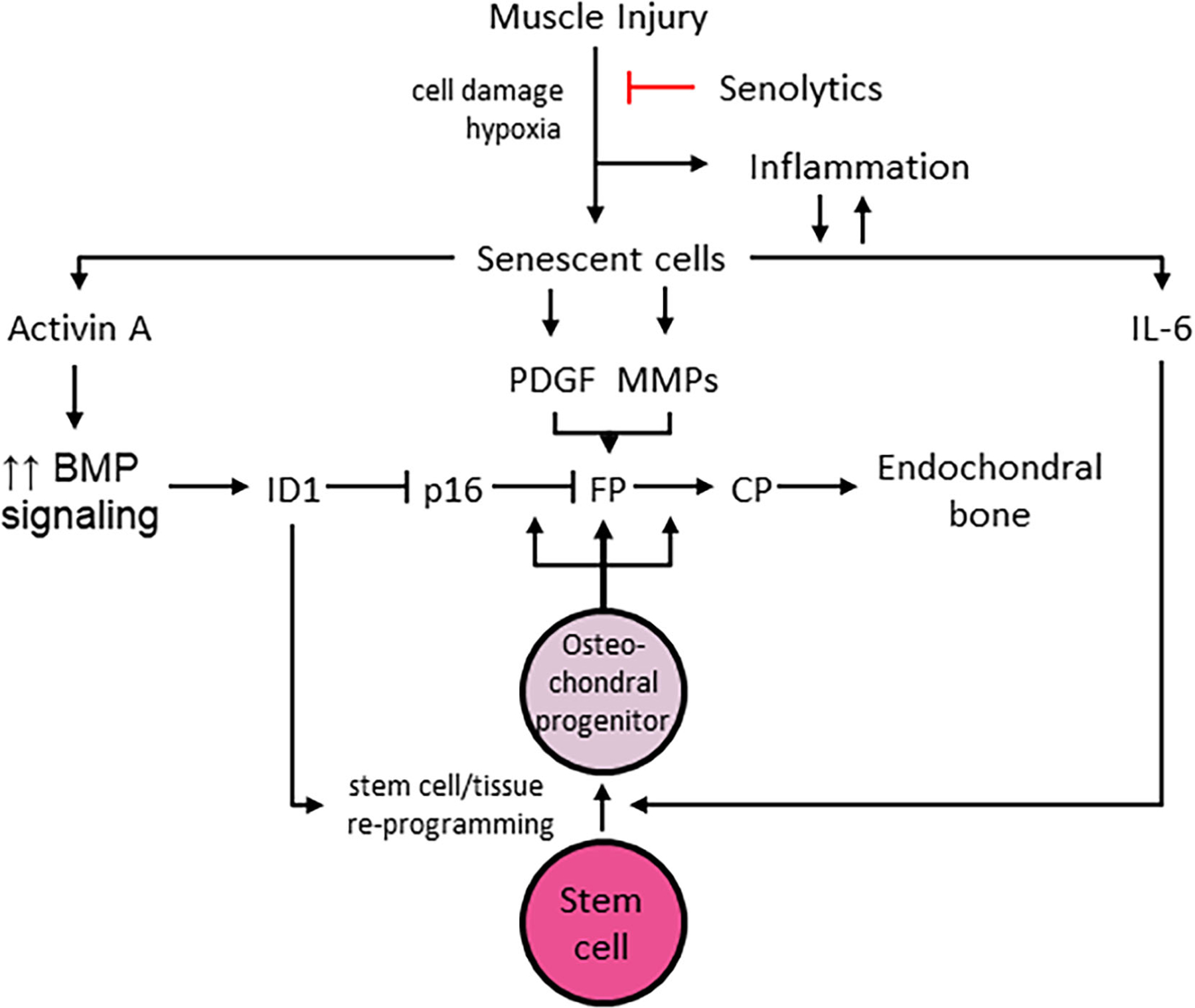 Fig 10.