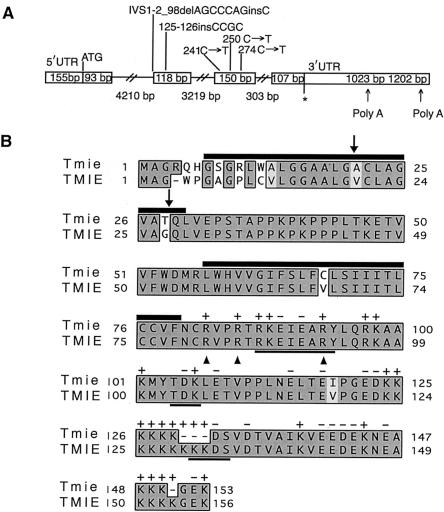 Figure  2