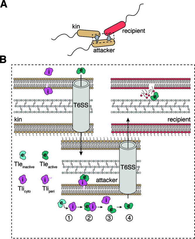 FIG 1