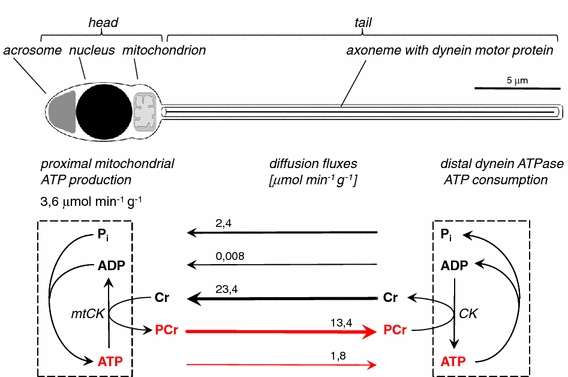 Fig. 2