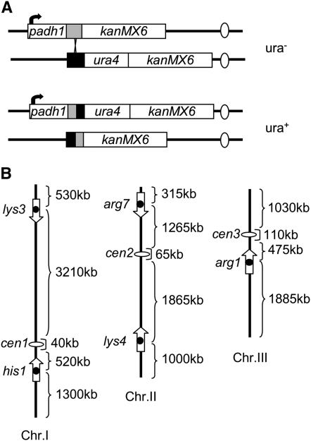 Figure 1.—