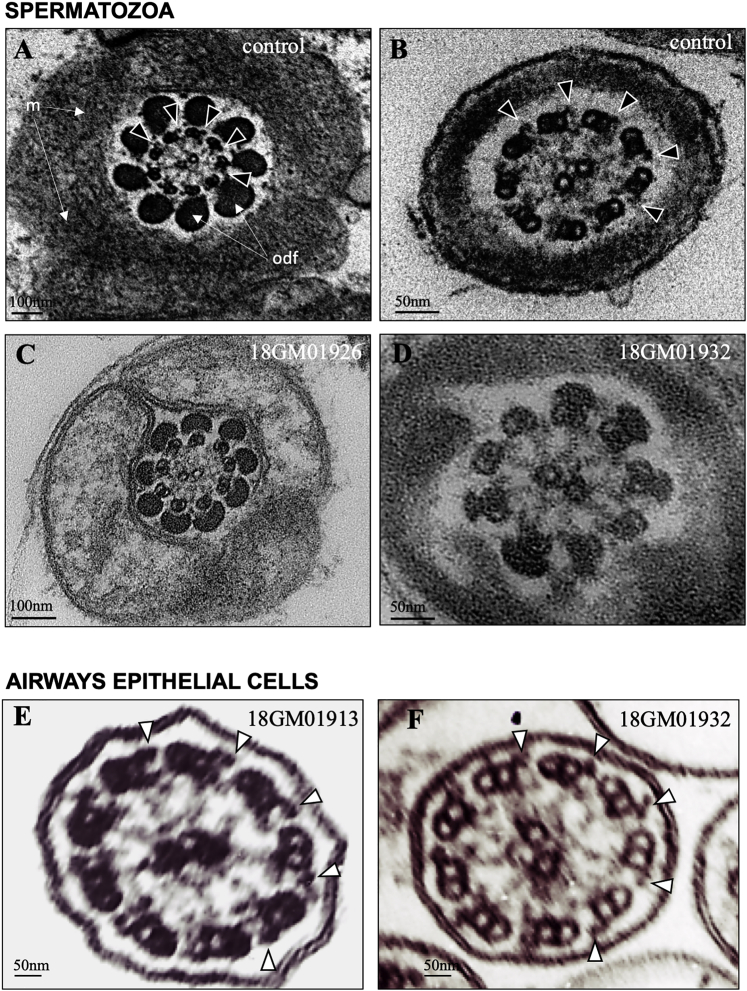 Figure 2
