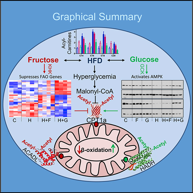 graphic file with name nihms-1656221-f0001.jpg