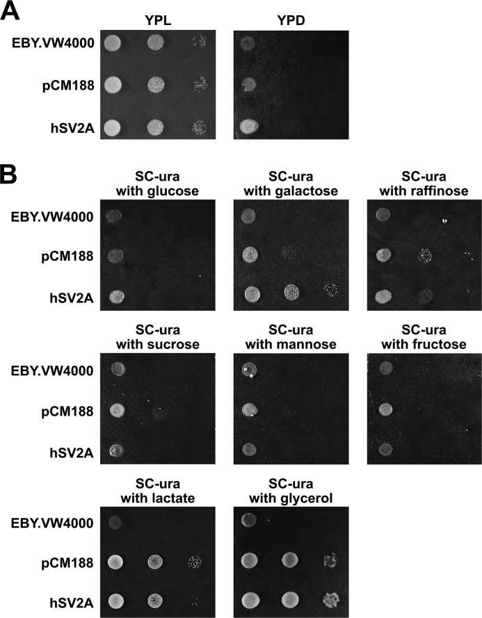 FIGURE 1.