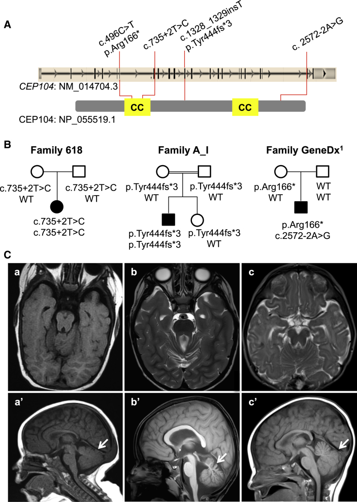 Figure 1