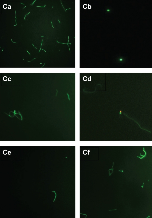 Figure 3C