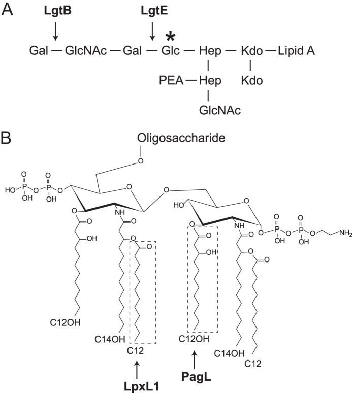 FIGURE 1.