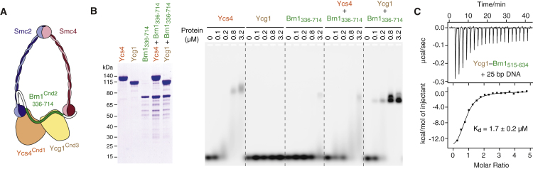 Figure 1