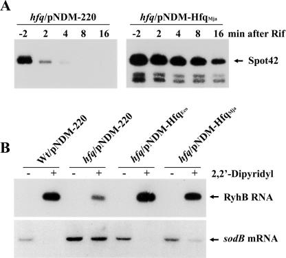 FIGURE 5.