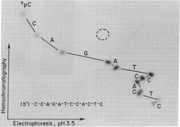 graphic file with name pnas00657-0137-a.jpg