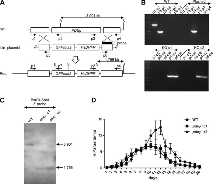 FIG 2 