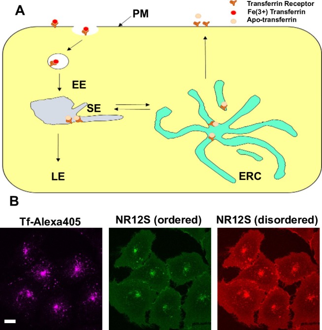 Fig 1